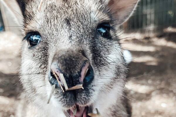 A close-up of a kangaroo's face with its mouth open, revealing its teeth and tongue, and a hand offering seeds.