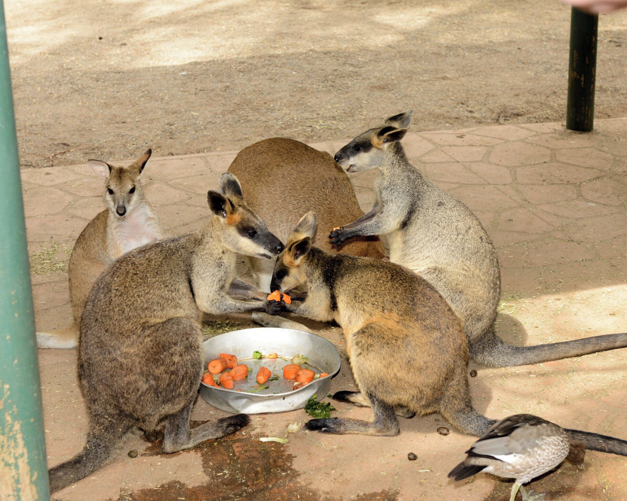 Feeding time for the Wallaby's.
These Brush-tailed Rock-wallabies are listed as Endangered in New South Wales. The park has a small area where you can interact with them and take some pictures. Be sure to pet them on the back but NOT on their heads as they will become pretty agitated 