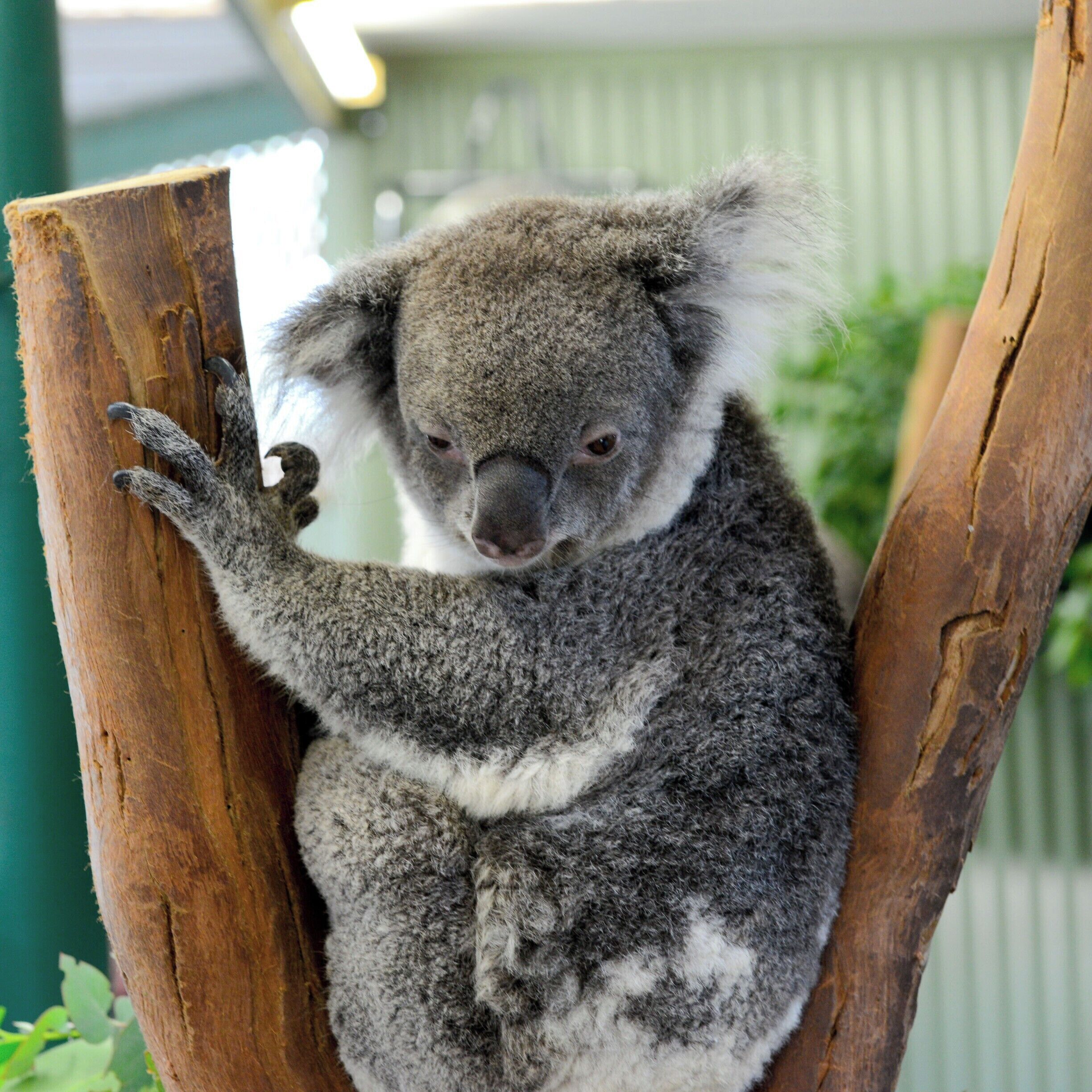 One of Australia's most iconic animals, Koalas inhabit Eucalyptus forests along Australia's East coast. 
They sleep for 18-20 hours a day and primarily wake at night-time to eat, fight and mate... sorta like teenagers.