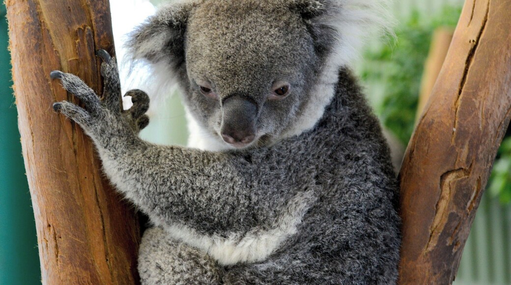 One of Australia's most iconic animals, Koalas inhabit Eucalyptus forests along Australia's East coast.
They sleep for 18-20 hours a day and primarily wake at night-time to eat, fight and mate... sorta like teenagers.