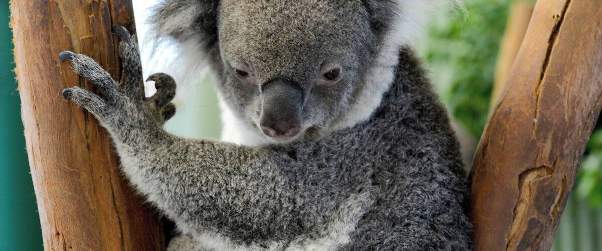 One of Australia's most iconic animals, Koalas inhabit Eucalyptus forests along Australia's East coast.
They sleep for 18-20 hours a day and primarily wake at night-time to eat, fight and mate... sorta like teenagers.