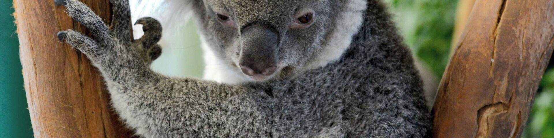 One of Australia's most iconic animals, Koalas inhabit Eucalyptus forests along Australia's East coast.
They sleep for 18-20 hours a day and primarily wake at night-time to eat, fight and mate... sorta like teenagers.