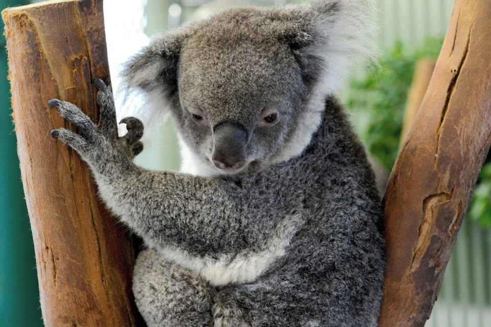 Un koala agarrado a una estructura de madera.