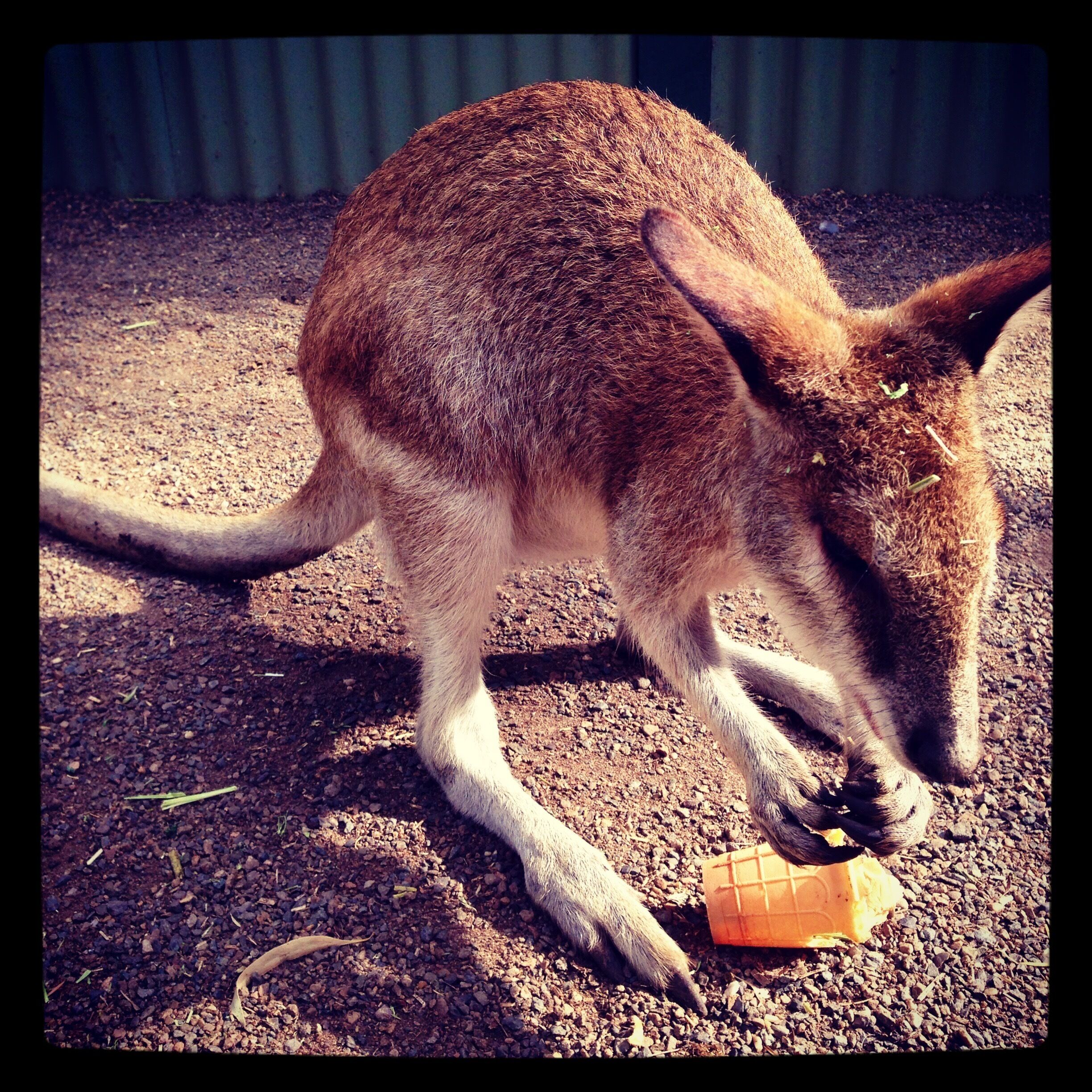 When in Australia I had to see a kangaroo and a koala. I was able to do that at the Featherdale wildlife park. We went to the park as part of a day tour out of Sydney to the Blue Mountains. It was a nicely maintained park and I really enjoyed feeding the kangaroos in their habitat. Also the 13 foot crocodile at feeding time was also pretty cool. 

#featherdale #sydney #australia   
