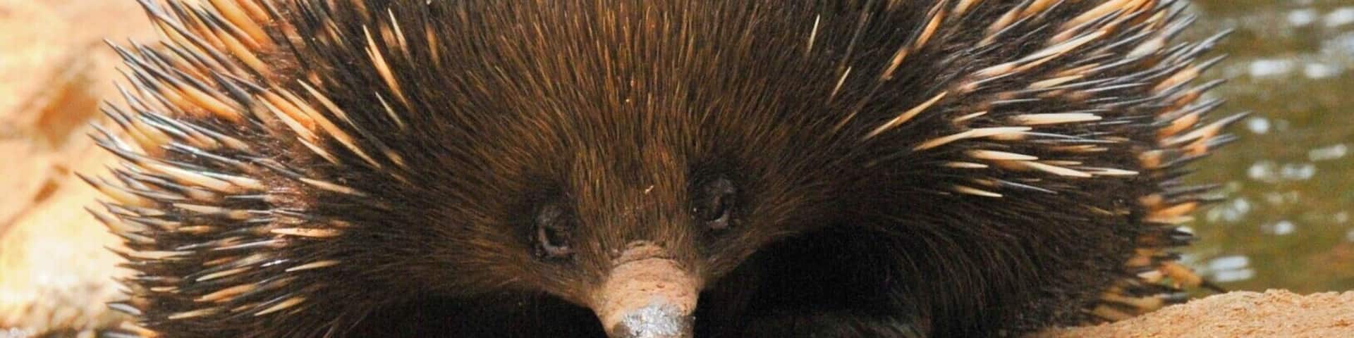 This cute little fella is a Short-beaked Echidna and is part of a special group of mammals which includes the Platypus.