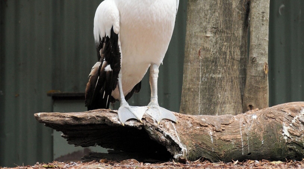 Australian pelican - It's a Pelican... and it's Australian... that about sums it up.