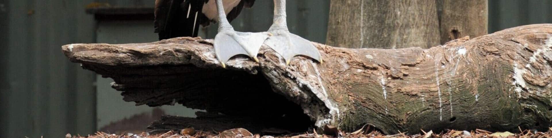 Australian pelican - It's a Pelican... and it's Australian... that about sums it up.