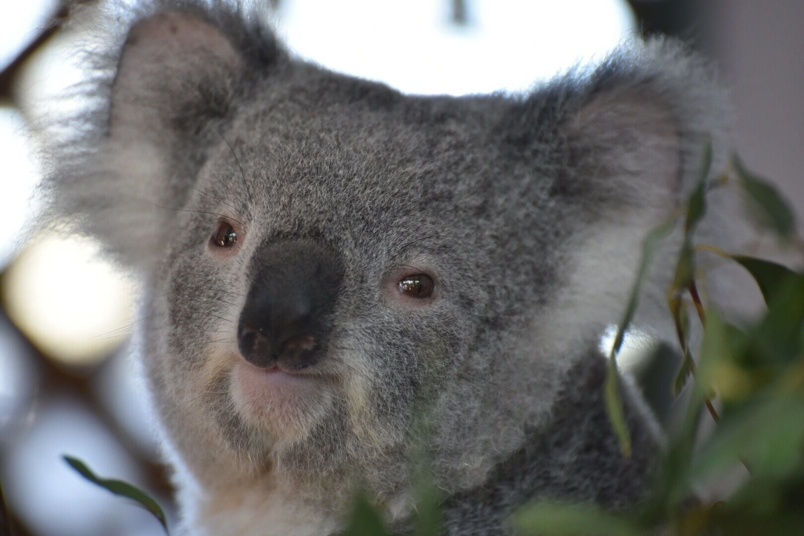 En koala med grå päls och framträdande öron, omgiven av grönt lövverk.