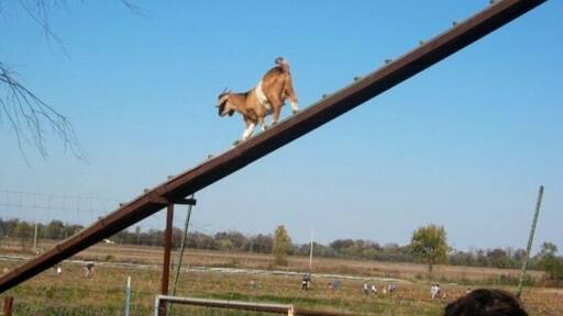Wild things farm. Pumpkin picking, hay rides, and farm a corn maze during the fall.