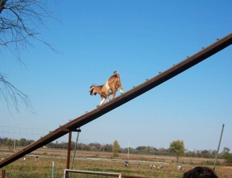 Wild things farm. Pumpkin picking, hay rides, and farm a corn maze during the fall.