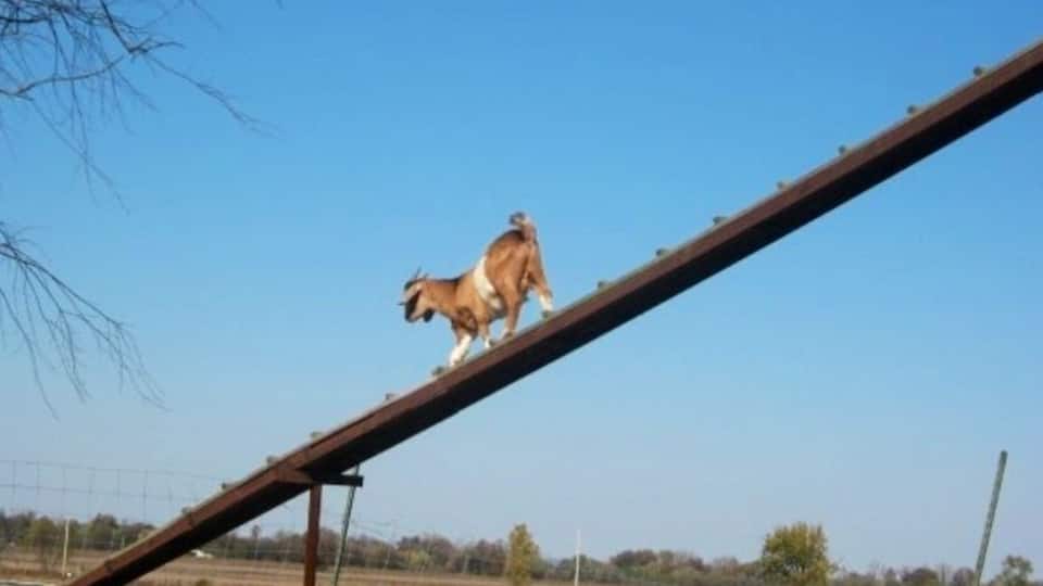 A goat walking on a metal beam in a rural area with fields and trees in the background.
