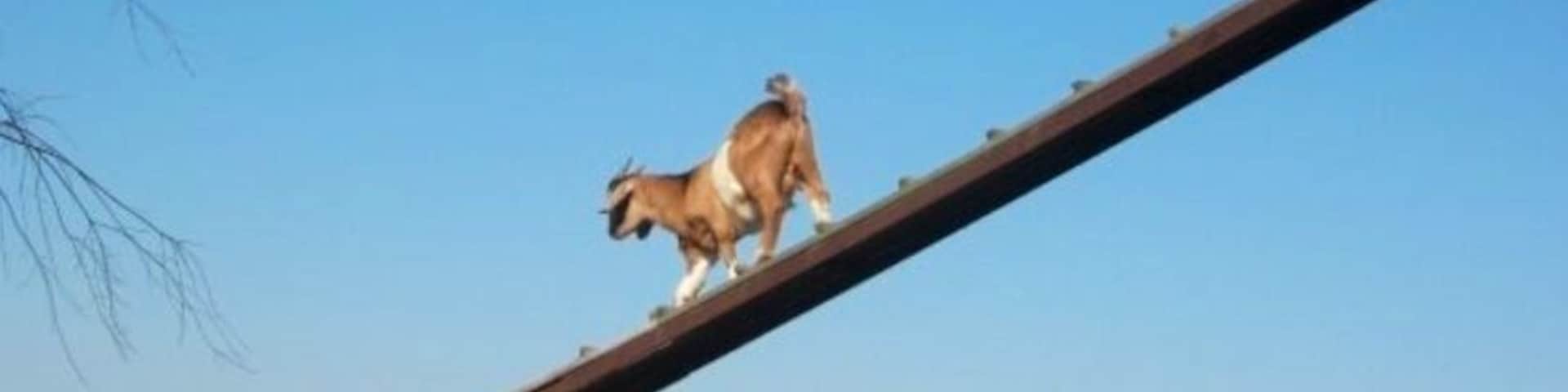 Wild things farm. Pumpkin picking, hay rides, and farm a corn maze during the fall.