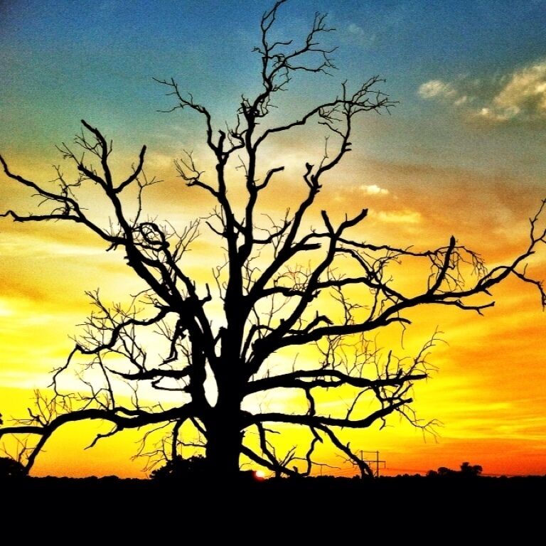 Dead tree on the side of the road. #treetrove #trees