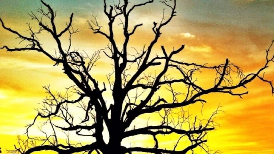 A silhouette of a leafless tree against a sunset sky.