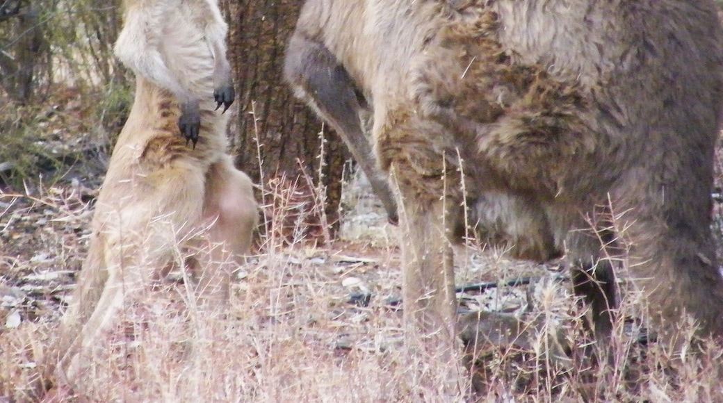 This campsite in wilpena is the best. Directly in nature, the animals near your camper or tent. Wilpena has good hikes and to relax you can take a dip in the pool of the resort!
