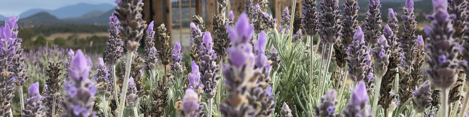 Nice day trip from Gold Coast.