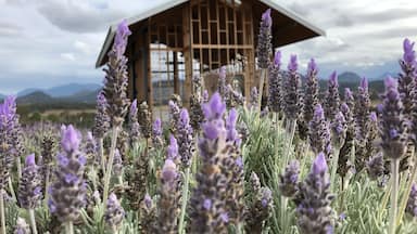 A house with a triangular roof surrounded by lavender fields.
