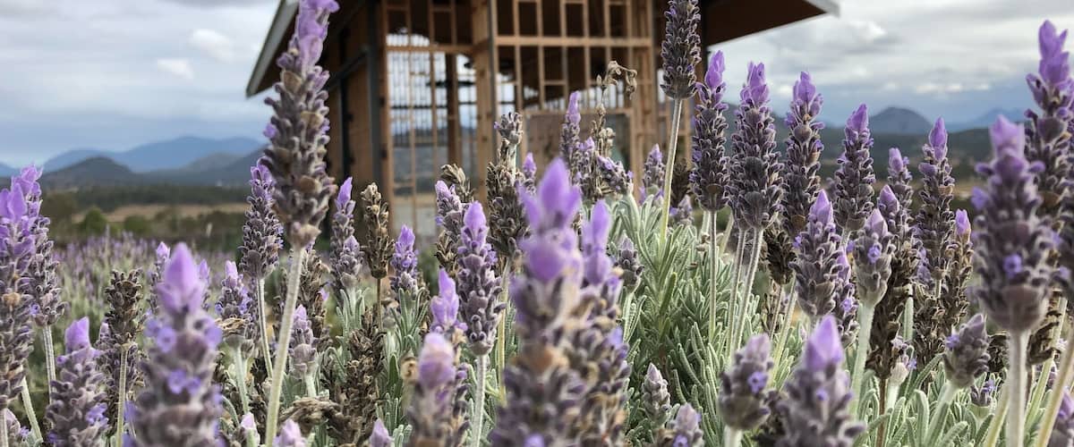 A house with a triangular roof surrounded by lavender fields.