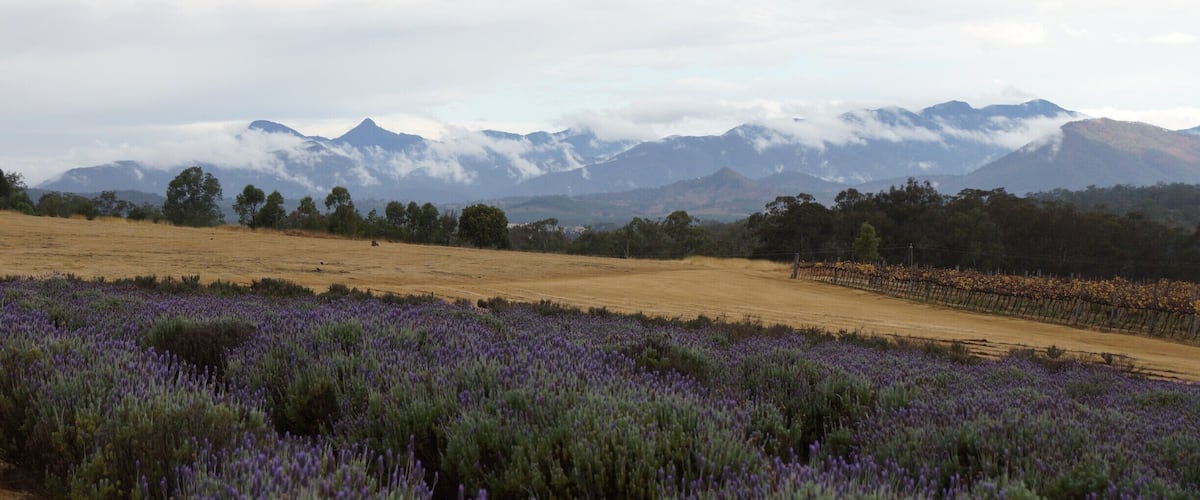 Called the lavender farm by my Mum and the winery by my Dad, Karoomba is about an hour and a half drive from Brisbane. The scenery is spectacular whatever the weather and the restaurant is fantastic. I try to get there every trip home, as the menu changes with the season, though the lavender ice-cream is always on the menu!
http://www.kooroomba.com.au/
