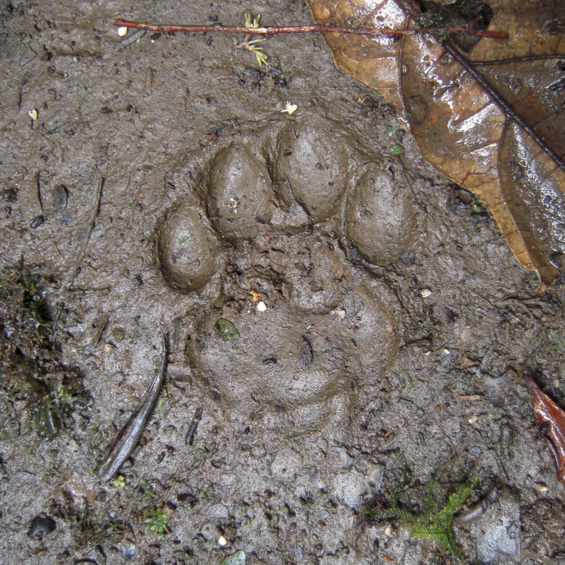 Fresh Jaguar tracks on our way out to the Coca River.  Sadly, we never saw the Jaguar.  