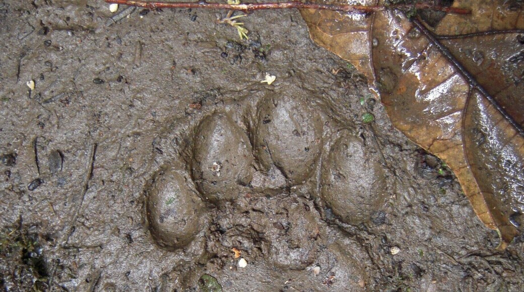 Fresh Jaguar tracks on our way out to the Coca River. Sadly, we never saw the Jaguar.