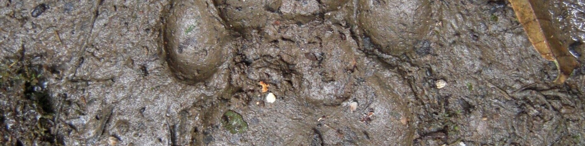 Una huella embarrada rodeada de restos forestales.