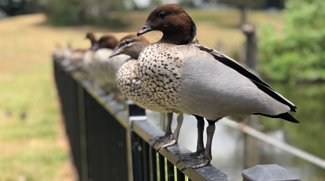 They knew the exact timing to pose 😅 #GreatOutdoors #brisbane