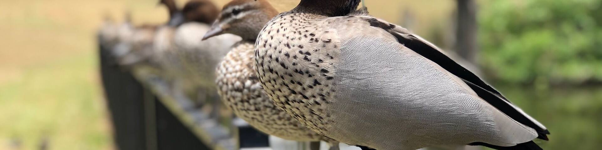 They knew the exact timing to pose 😅 #GreatOutdoors #brisbane