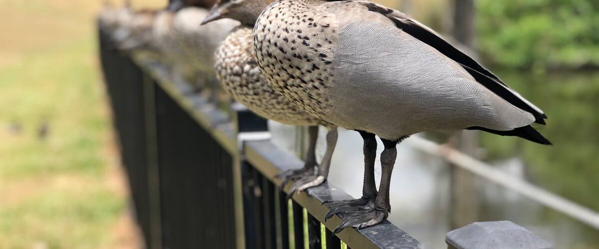 A group of ducks perched on a metal railing.