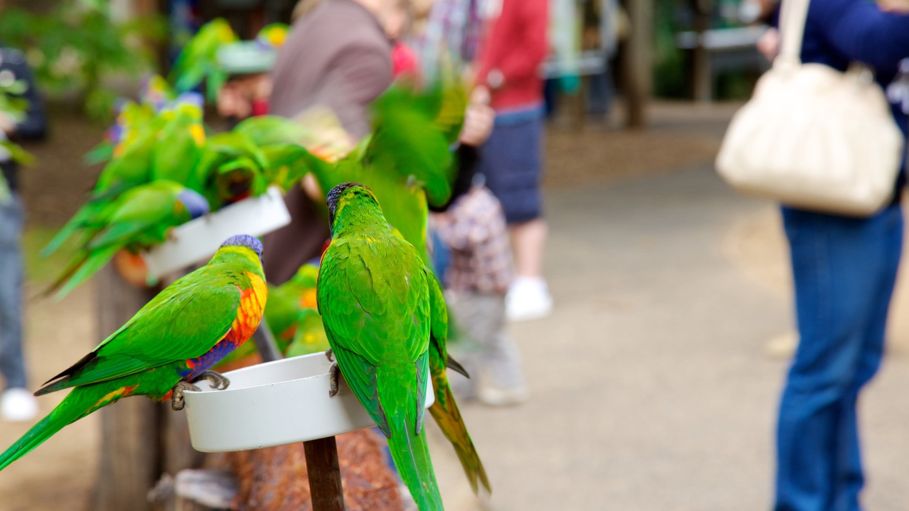 Fig Tree Pocket featuring bird life and zoo animals