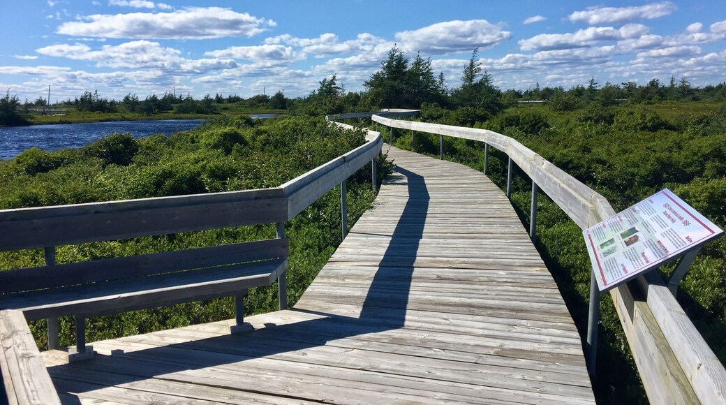 Beautiful and informative walk over the peat bog.