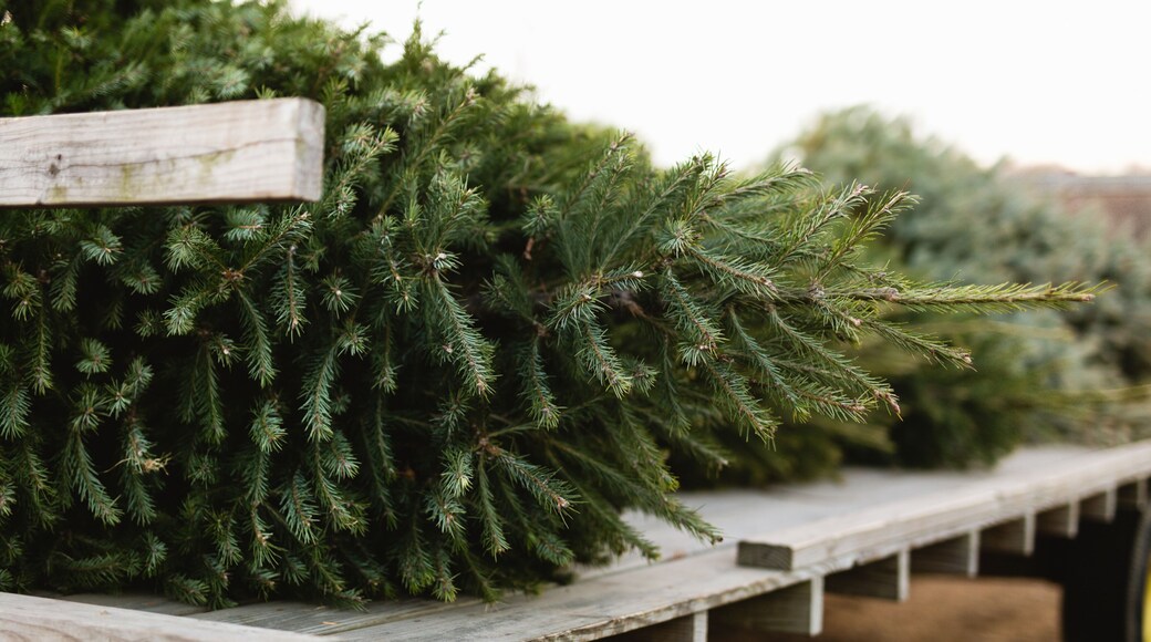 Close up of a fresh cut Christmas tree on tractor