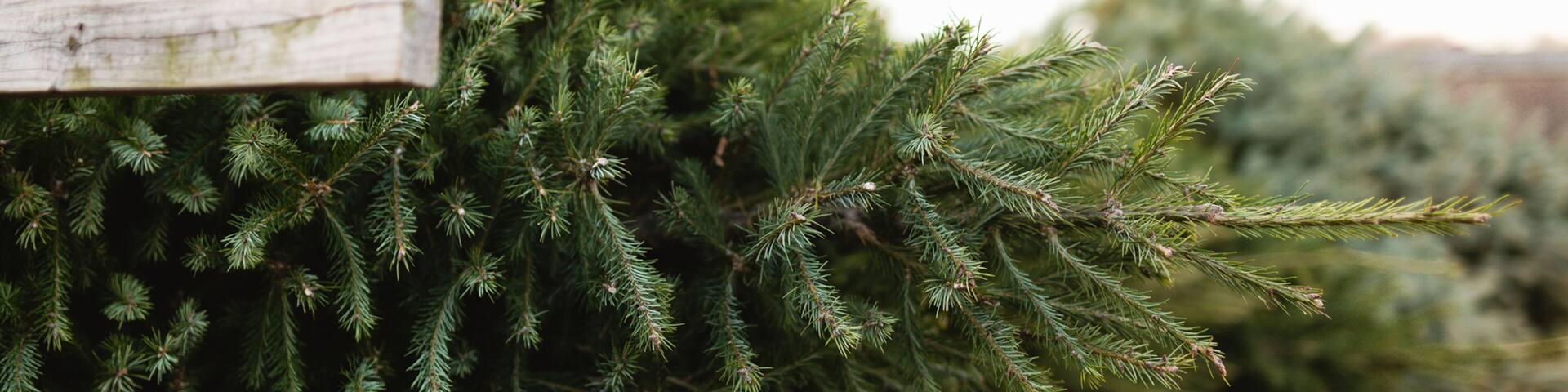 Close up of a fresh cut Christmas tree on tractor