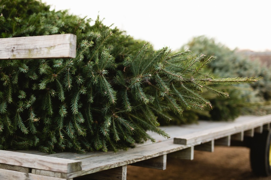 Close up of a fresh cut Christmas tree on tractor
