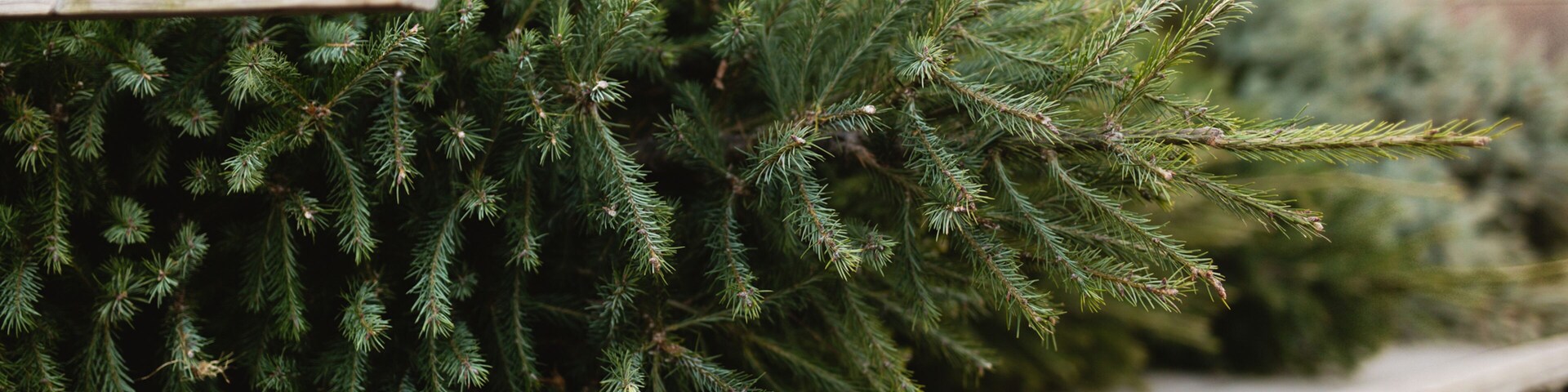 Close up of a fresh cut Christmas tree on tractor