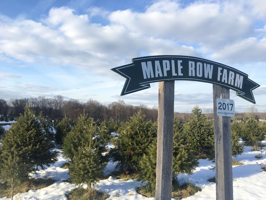 Gorgeous Christmas tree farm just in time for the holiday! Family tradition to go and pick out our tree and cut it down ourselves and bring home to decorate. Nothing better than the fresh smell of a new tree to start off the season.
Staff is wonderful, help cutting down the tree if needed and loading it up for you. Try out their yummy hot chocolate and apple cider too!!