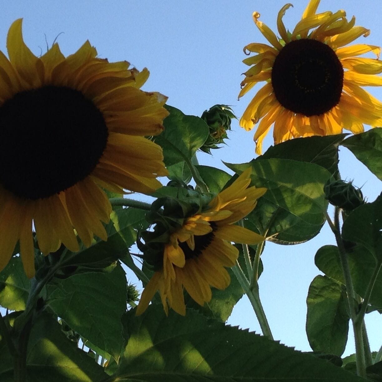 Sunflowers by the MISSISSIPPI river