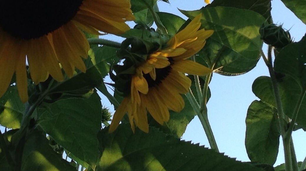 Sunflowers by the MISSISSIPPI river
