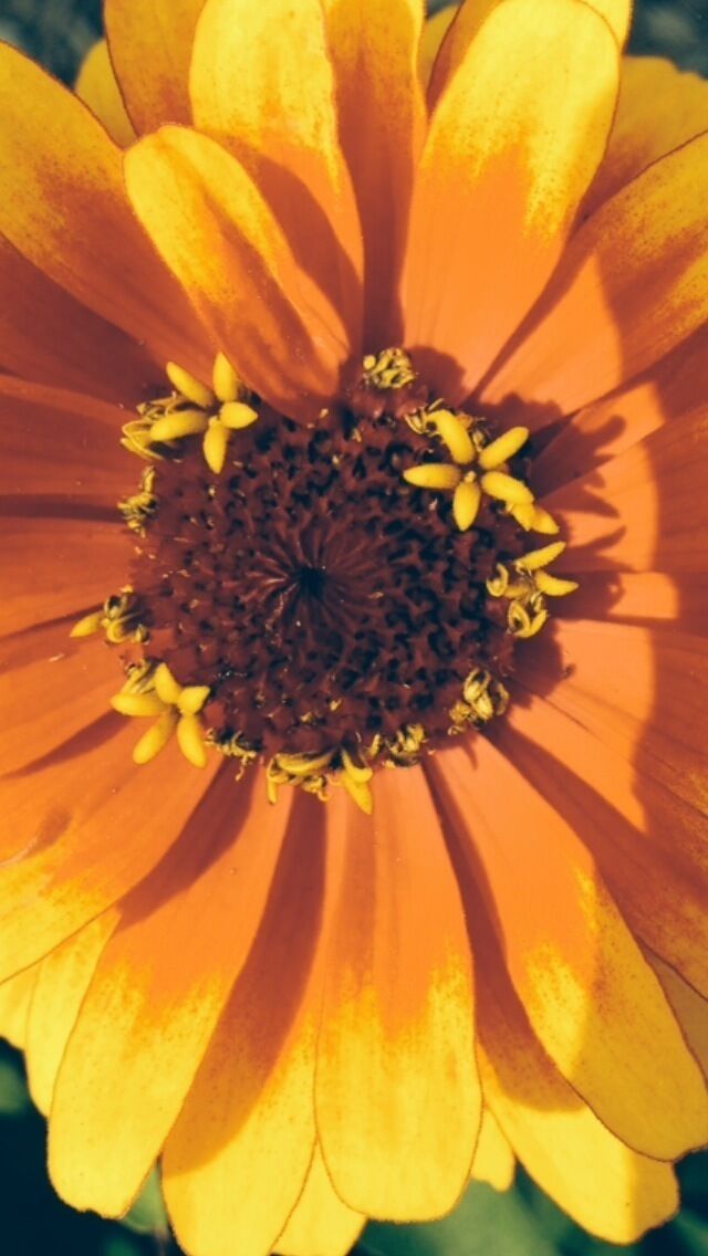 Flower @ middle school