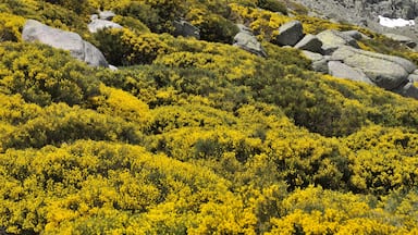 PIORNOS EN FLOR EN LA CUERDA DE CAMPANARIOS