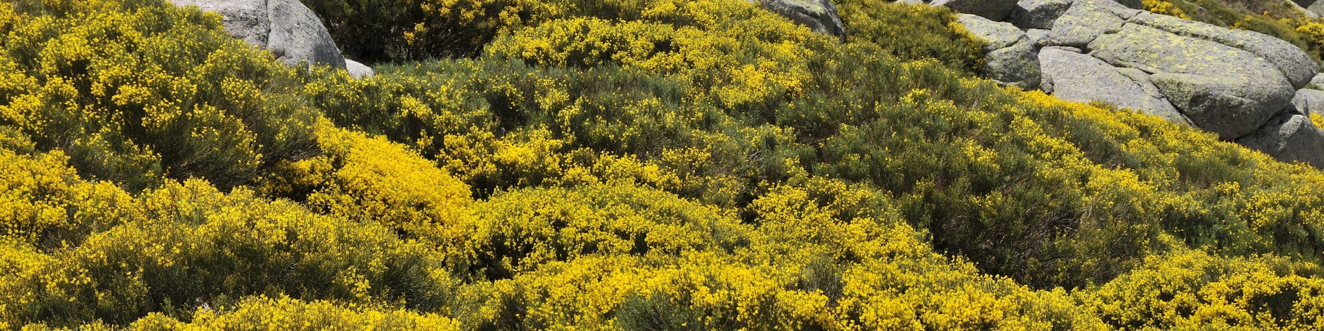 PIORNOS EN FLOR EN LA CUERDA DE CAMPANARIOS