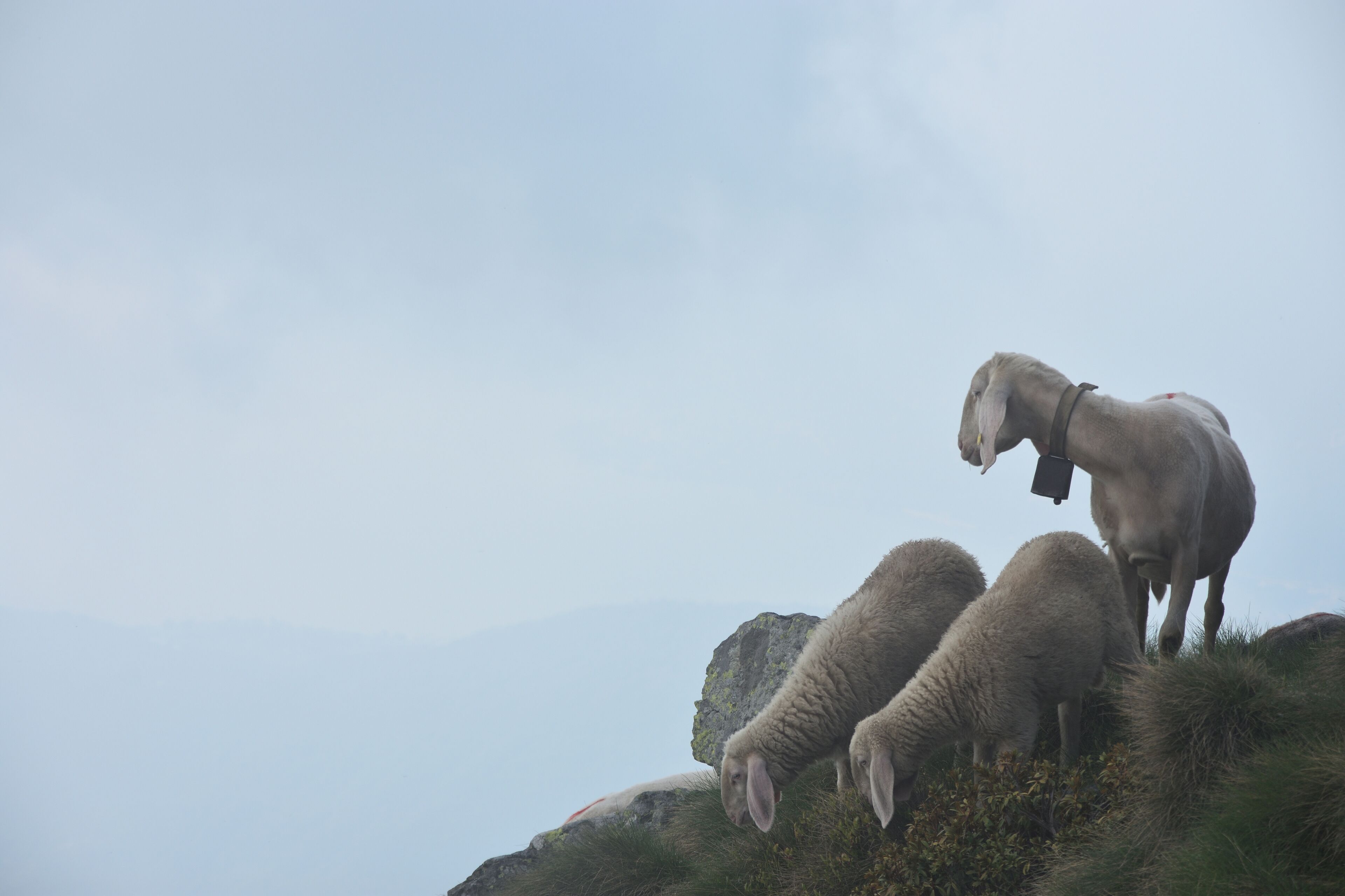 Un grupo de ovejas en una colina cubierta de hierba, con montañas al fondo.