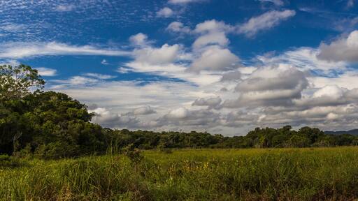 Estrada atravessando área florestal.