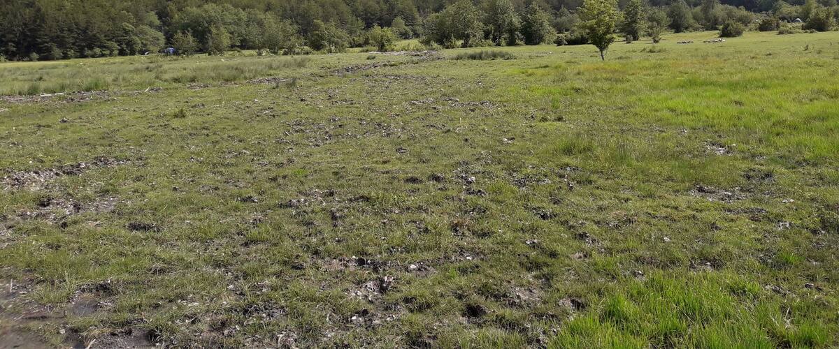 A grassy field with scattered trees and rolling hills in the background.