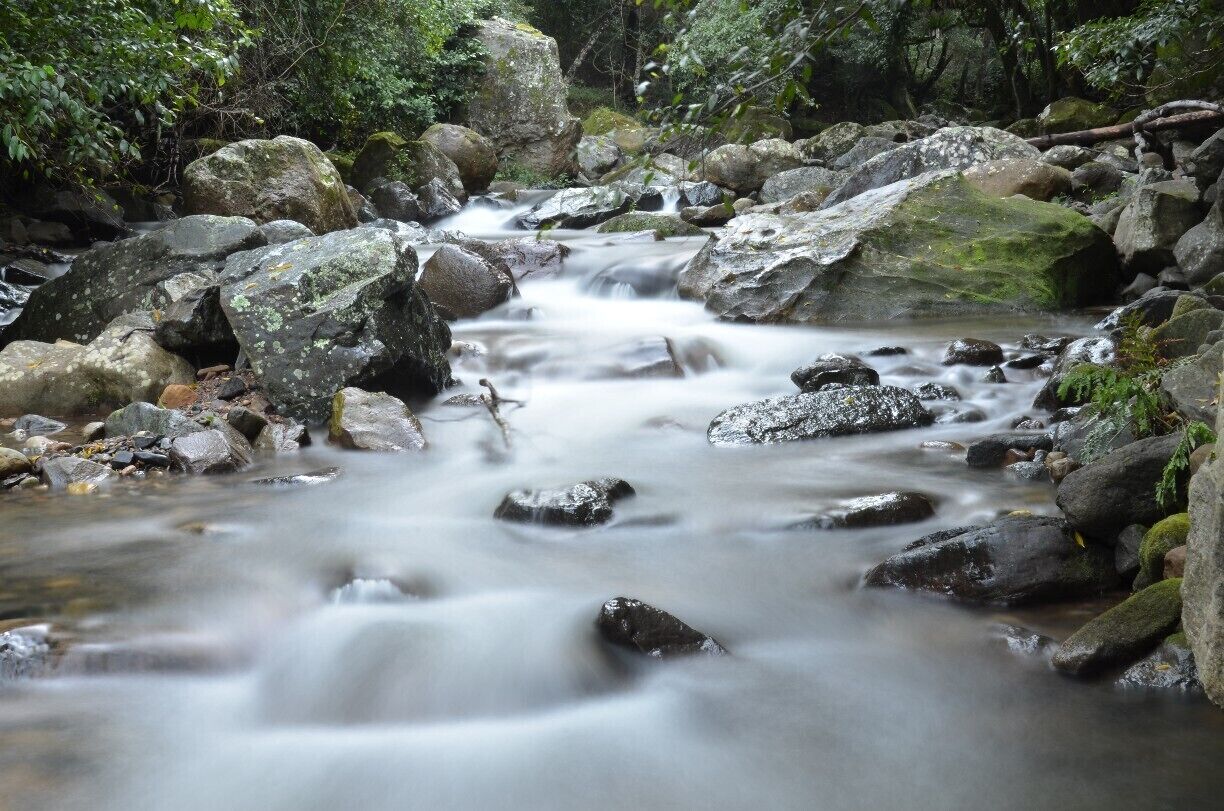 A flowing stream with large rocks and dense greenery.