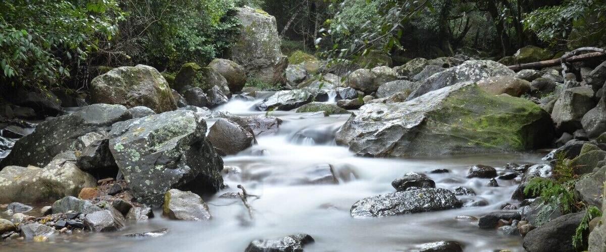 A flowing stream with large rocks and dense greenery.