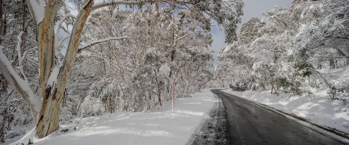 A snow-covered road flanked by trees.