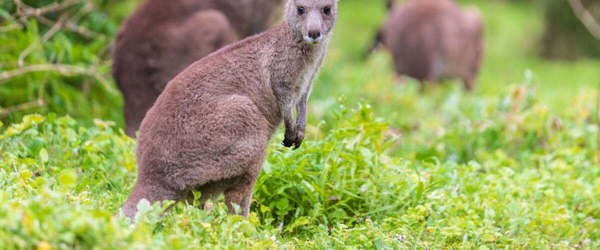 Group of Wallaby, Tower Hill Reserve