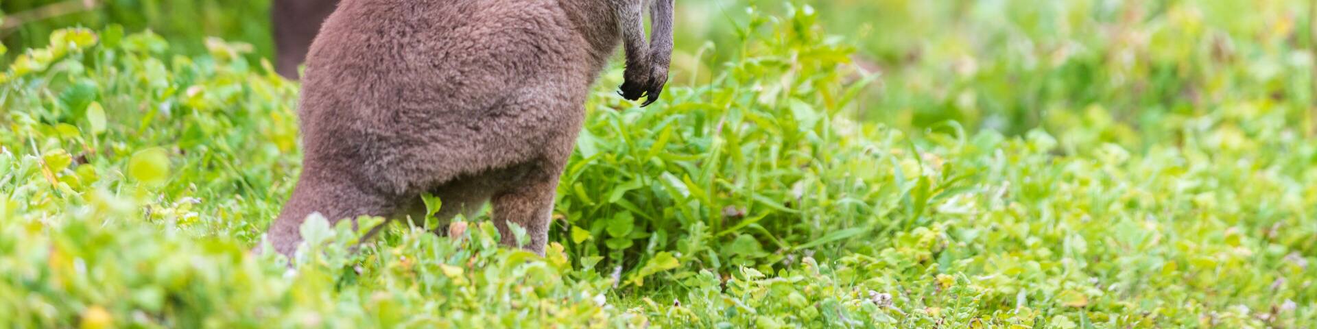 Group of Wallaby, Tower Hill Reserve