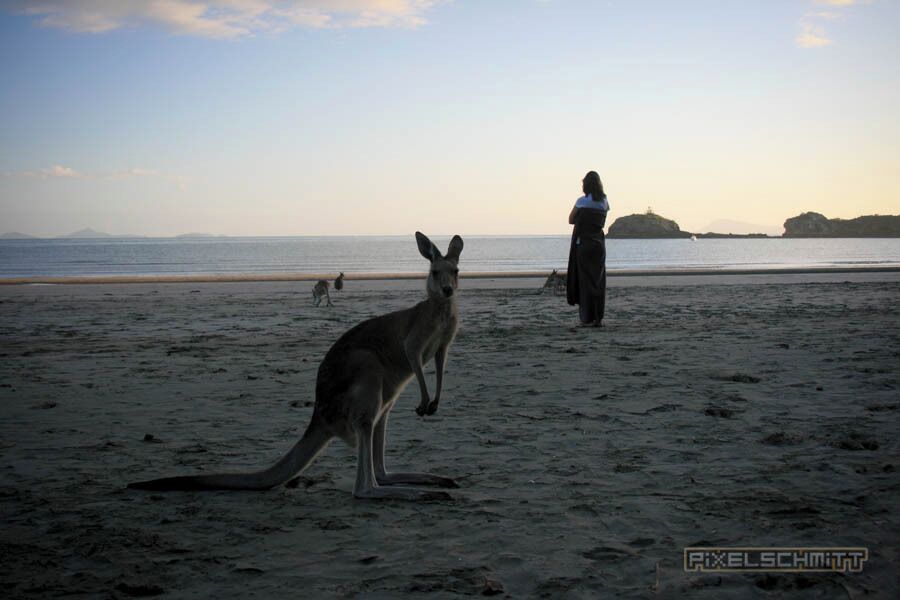 A kangaroo on a beach with a person in the background.